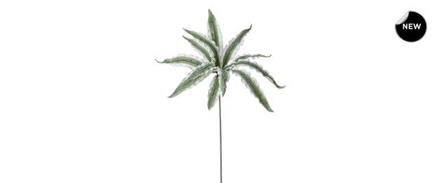 GREEN VARIEGATED ALOE BRANCH H98_front